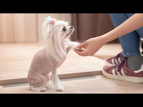 チャイニーズ・クレステッド・ドッグ