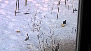 preview picture of video 'Besidderisk solsort / dominant territorial black bird'