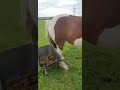 Horse Rudely Knocks Over Poo Barrow ViralHog