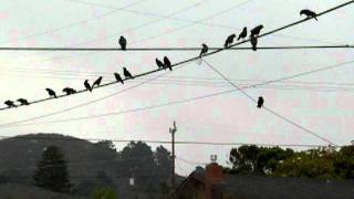 Crows on the Wire