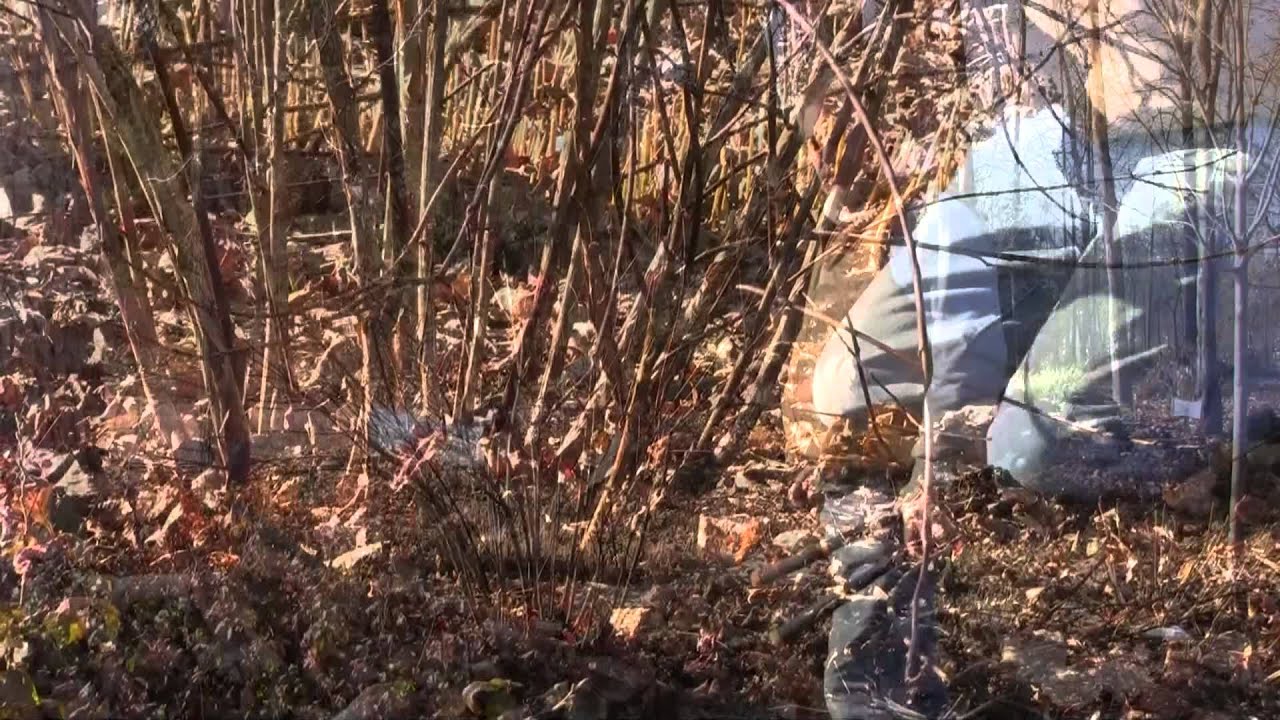 Pruning Ninebark - YouTube