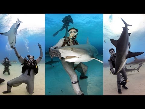 サメの専門家が6フィートのサメを強固な不動トランス状態に陥らせる