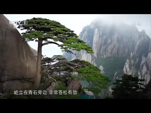 迎客松寓意