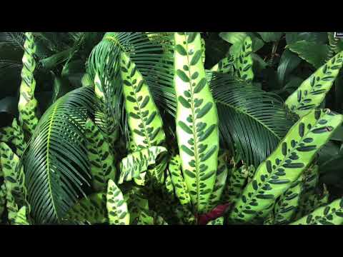 Number ONE Nebraska Polka Band - Ernie Kucera - Trumpets and Clarinets Polka