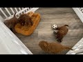 Cavapoo dogs for sale: Molly - Video 1