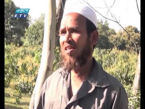 দিনাজপুরের আম বাগান ছেয়ে গেছে মুকুলে