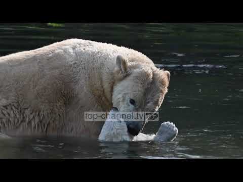 Del për herë të parë në publik Kara, ariu polar i kopshtit zoologjik francez të Mulhouse - Pa koment