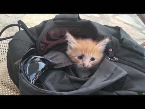 Lucky Kitten Found On The Road - Turkey