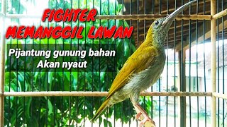 Download lagu Pijantung gunung jantan fighter memanggil pijantung gunung lain agar bunyi. Pancingan pijantung mp3 Download lagu Pijantung gunung jantan fighter memanggil pijantung gunung lain agar bunyi. Pancingan pijantung mp3