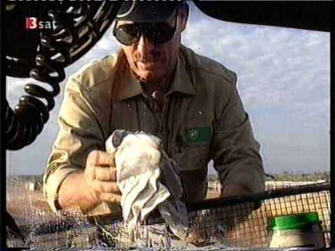 Alptraum auf 60 Rädern