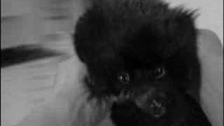 I Luv You - (The Ordinary Boys) by Staniel J Stoat