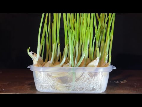園芸 灰の利点