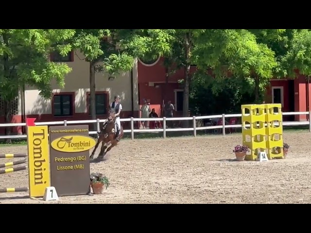 Mare sBs Belgian Warmblood For sale 2014 Bay