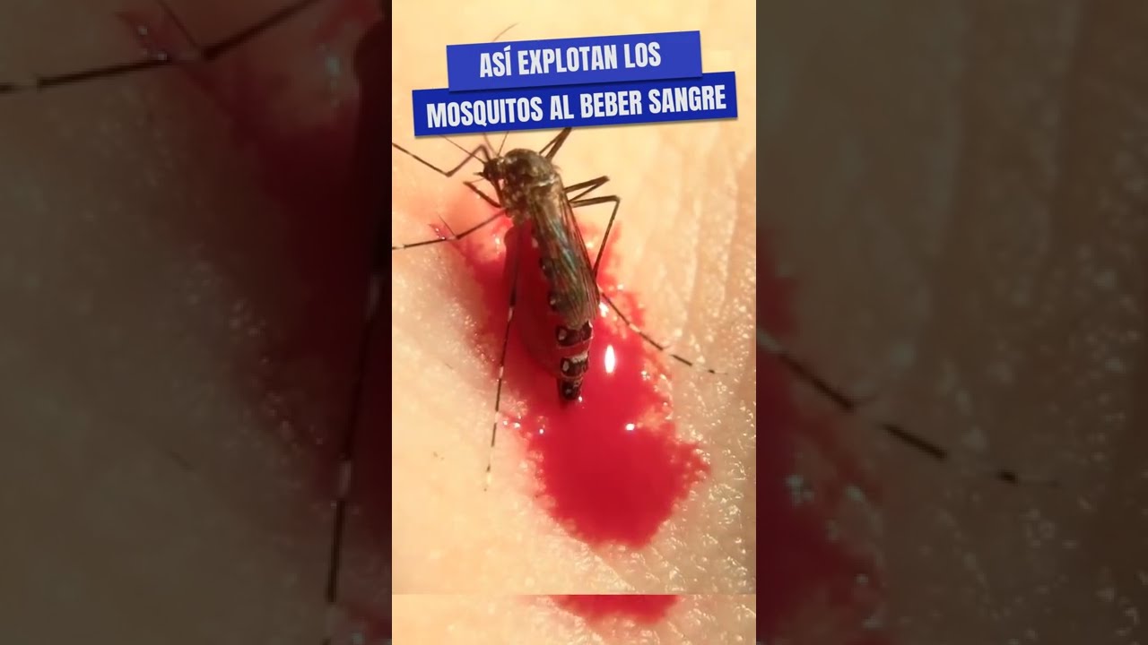 Watch Los mosquitos explotan bebiendo sangre Now Los mosquitos explotan bebiendo sangre