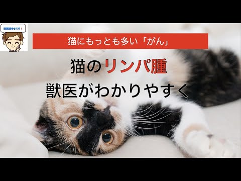猫のしこり - 種類、原因、治療法