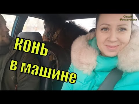 КОНЬ в машине. Поменяли коня на тёлку/ Семья Фетистовых