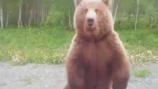 Медведь на Камчатке