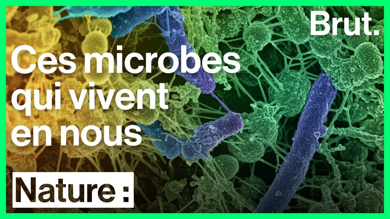 Le microbiote, des bactéries indispensables à notre bien-être
