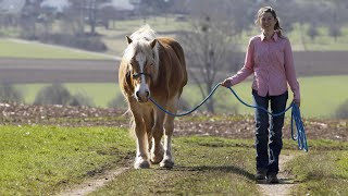 Pferde entspannt führen ohne Druck und Zwang mit der richtigen Körpersprache und Energie.