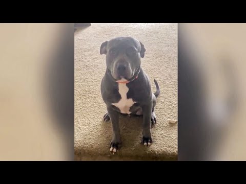 Frau denkt, ihr neuer Hund sei unerzogen – dann merkt Sie, dass er Spanisch versteht