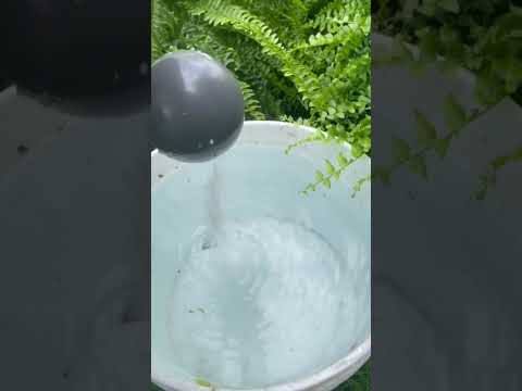 Epsom Salt for  Healthier, Greener Ferns