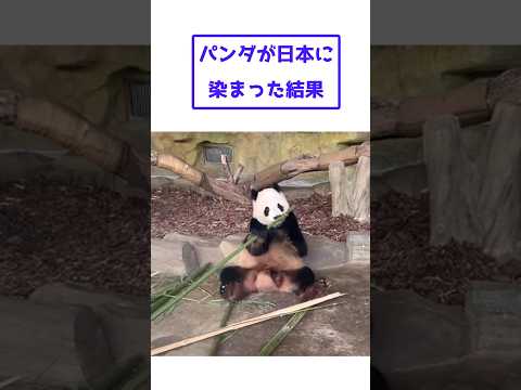 日本パンダ