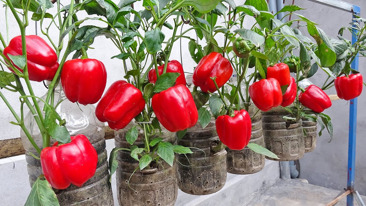 Growing Bell Peppers in Recycled Plastic Bottles - Easy but the results are amazing