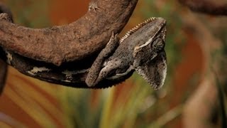 7 Cool Facts about Chameleons | Pet Reptiles