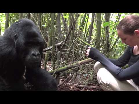 Gorilla Trekking Rwanda - Meeting silverback Agashya