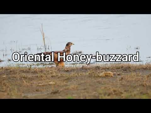 Oriental Honey Buzzard