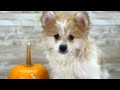 Pomeranian dogs for sale: Rocky - Video 1