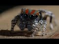 Best Spider Moments | Top 5 | BBC Earth