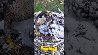 Download lagu I thought I was just invited to stop by 😩 #uniquefacts #funnyfacts #birds #falcons #pigeons #raci... mp3 Download lagu I thought I was just invited to stop by 😩 #uniquefacts #funnyfacts #birds #falcons #pigeons #raci... mp3