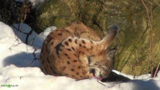 preview picture of video 'Nationalpark Bayer. Wald: Luchs (Lynx lynx) bei Kosmetik und Schönheitspflege'