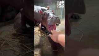 It's Exhausting Being This Adorable - 1 Week Old Hippo Calf - Cincinnati Zoo #shorts