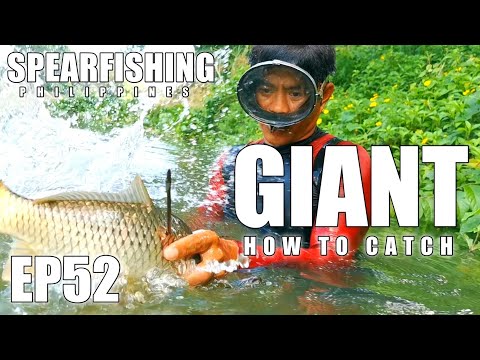 EP52 - GIANT AND WILD #spearfishing #spearfishingphilippines #spearfishingcatchandcook #buhayilog