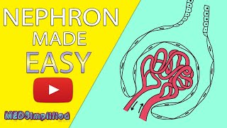 NEPHRON Structure & Function Made Easy - Human Excretory System Simple Explanation.