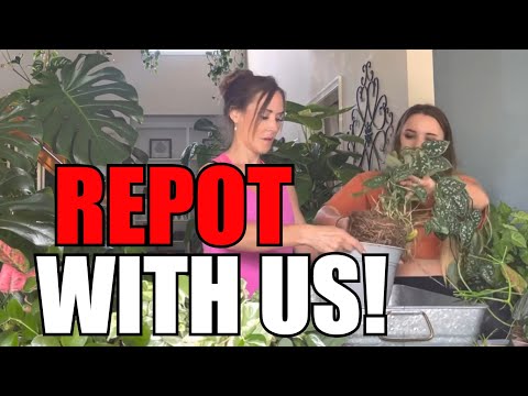 Repot Plants, Combine Plants, and Refresh Soil With US! Mother and Daughter Repotting Session!