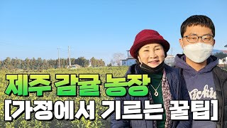 우리가 먹는 귤은 어디서 올까 ?? 제주도에서 40년차 베테랑 농사꾼을 만나고 왔습니다! [레드향, 천혜향,…