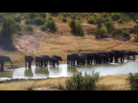 Djuma: Elephants galore come for drink at dam - 09:00 - 04/05/19