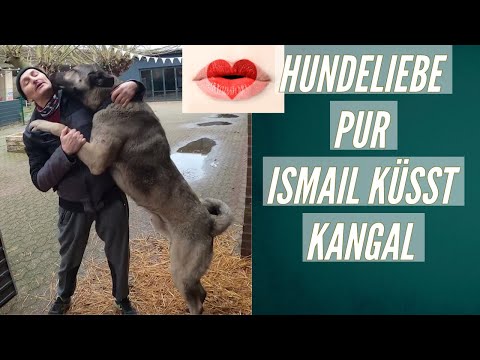 Lässt ein Kangal sich küssen? | Ismail abi liebt einfach Hunde |