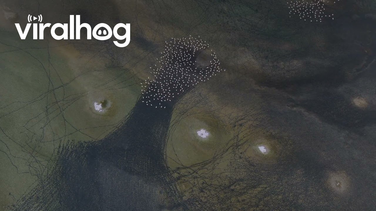 Flamingo Feet Leave Patterns in Iranian Wetland || ViralHog