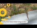 Steeds meer stierslangen gespot in Nederland