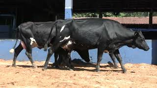Vídeo 73 - 1ª ETAPA MEGA LIQUIDAÇÃO TOTAL AGROPECUÁRIA MARAJOARA - DIA 4 | GADO GIROLANDO E HOLANDÊS