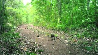 preview picture of video 'Fauna.mov - #006 - Expedição São Miguel do Araguaia - Parte 2'