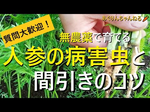 , title : '【人参の育て方】病害虫と最終間引きのコツ【有機農家直伝！無農薬で育てる家庭菜園】'