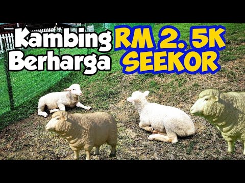 , title : 'Kambing Berharga RM2.5K Seekor Di The Sheep Sanctuary #cameronhighland #kambing #jalanjalanmalaysia'