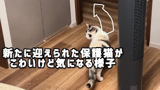 ツンデレ先住と新入り猫の関係が少ーしずつ縮まる日々 猫日記