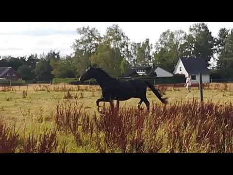 Sezuan Secret Star - FOR SALE - zu verkaufen - SSS - gelding - Duir Ask Ichschi - Sezuanito