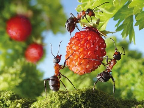 Top Funny Ants Videos Compilation 2016 - The Power of Teamwork.avi